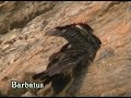 quebrantahuesos - Gypaetus barbatus quebrantahuesos - Gypaetus barbatus