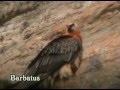 quebrantahuesos - Gypaetus barbatus