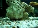 Neolamprologus brichardi with brood