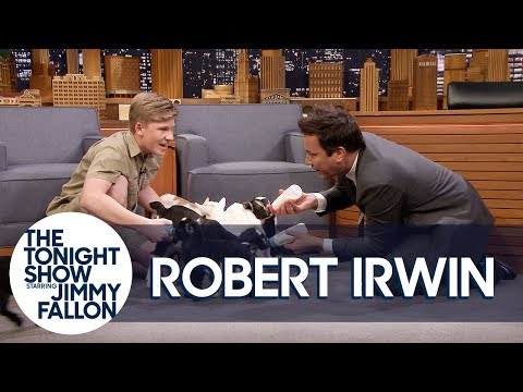 Jimmy Fallon and Robert Irwin Mimic Cardi B to Speak to a Kookaburra Bird