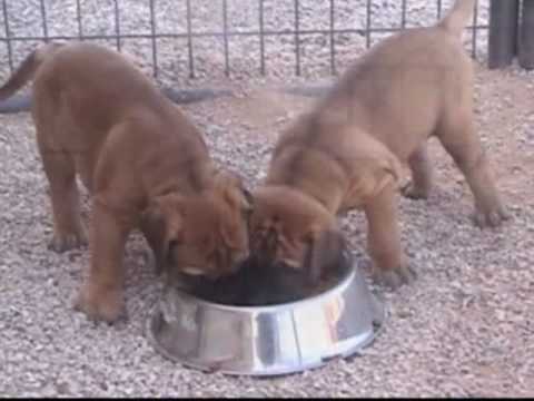 bullmastiff