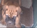 BullMastiff Puppies Frisky & Playing BullMastiff Puppies Frisky & Playing