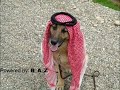 Goraniyek bo dujminani Kurdistan/ a song dedicated to Kurdish enemies