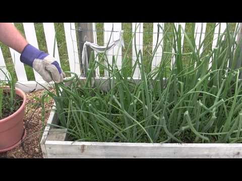 how to harvest green onions