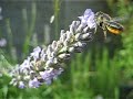 Pollen and Nectar sources for bees