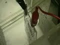 Hydrogen Tap ( Neutral Plate Questions) 273