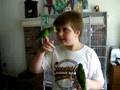 Paddy, Golden-wing & Erin, Cobalt-winged Parakeets