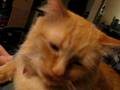 videos de Scritches 2