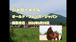 功労馬 | ジャガーメイル 功労馬 | ジャガーメイル