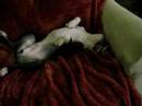 Patches the Snoring Dog