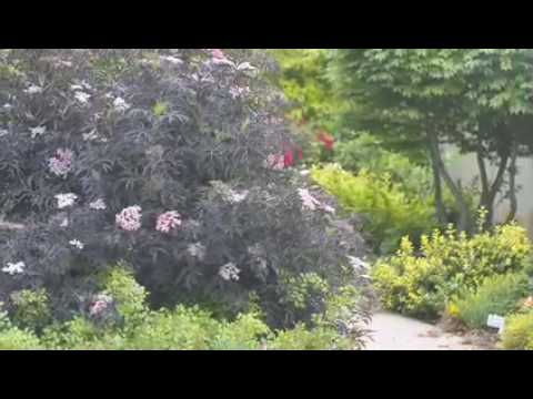 how to fertilize elderberries