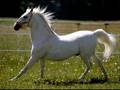 c'estais un cheval blanc