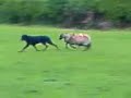 Scary Sheep - Thumb #2