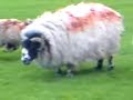 Scary Sheep - Thumb #3