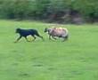 Scary Sheep