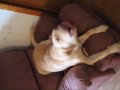My dog Lucy.
