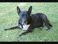 videos de Woof Ruff Grrr 02