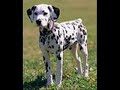 Detroit Stimulus Package - Sublime What I Got.wmv
