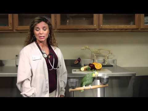 What Kinds of Fresh & Prepared Foods Do Parrots Eat? : Exotic Pets What Kinds of Fresh & Prepared Foods Do Parrots Eat? : Exotic Pets