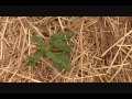 Click here to watch this video Healing Hearts Farm: Flea Beetle Control Using Organic Methods