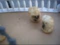 Tater Tot Adventures 3- Taters of the Caribbean