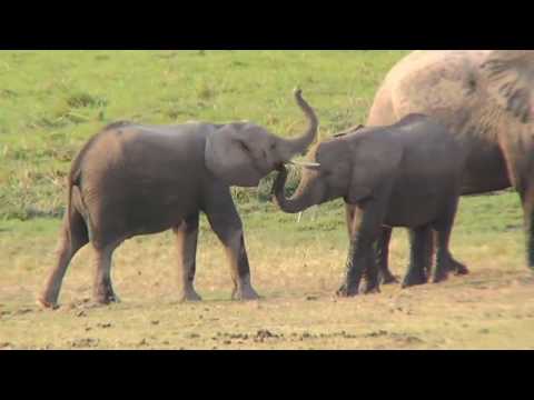 safari - A video showing the highlights of a 10 day safari in the Masai Mara, Aboseli and Samburu National parks, Kenya. This video is over an hour long but there are...