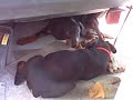 My new Doberman puppies.
