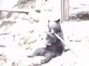 ninja bear ninja bear