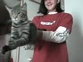 funny cat