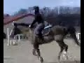 goeland et moi