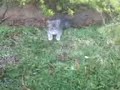 05-01-09 2012VIDEO-FELIX e BABY 05-01-09 2012VIDEO-FELIX e BABY