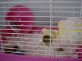 videos de Lil' Nibbles having fun.wmv