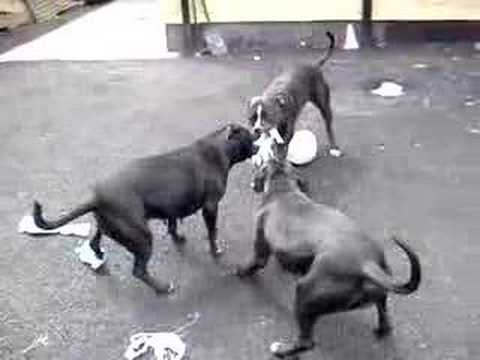 3 pitbulls