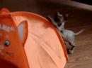 sphynx kittens playing I sphynx kittens playing I
