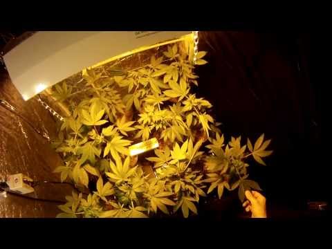 how to grow kryptonite weed