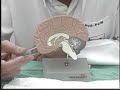 Desautorizando o sofrimento - aula de neuroanatomia  24/9/07