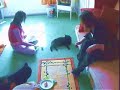 issy the 3legged cat. issy the 3legged cat.