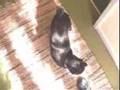 issy the 3legged cat.