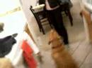 Zoe\ Zoe\