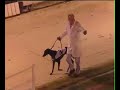 Greyhound Racing - Laser Beam - Stud Video Greyhound Racing - Laser Beam - Stud Video