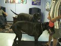 GREAT DANE 247 LBS GREAT DANE 247 LBS
