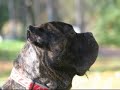 cane corso Nigel Difensore cane corso Nigel Difensore