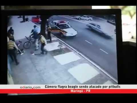 ataque de pitbull