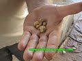 oro en venezuela