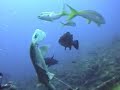 Belize Shark Feed Belize Shark Feed