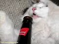 Cats and Kittens with funny, funny stuff on them! Cats and Kittens with funny, funny stuff on them!