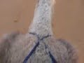 ラクダ動画