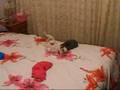 Funny Mini Lop Rabbit -v- Cute Chihuahua