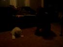 Komondor  10 weeks old