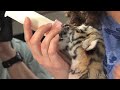 Baby Tiger Rejected By Mother Baby Tiger Rejected By Mother